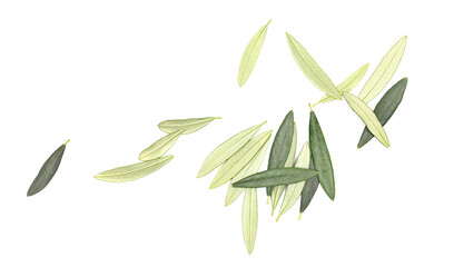 Fresh green leaves olive tree isolated on white, texture