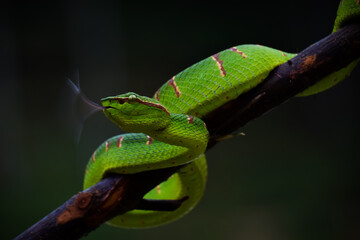 Green snake on the tree 