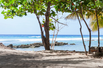 Trees on the beach in Bridgetown, Barbados - obrazy, fototapety, plakaty