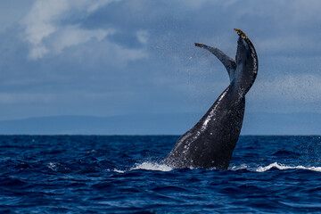 Humpback Whale Tail Slapping near Lahaina, Maui, Hawaii