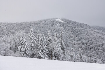 Winter Wonderland. Snow-Covered Trees and Frosty Mountain Vistas of Winter Majesty, with a Mont Tremblant Ski Slope Looming in the Distance - 731984372