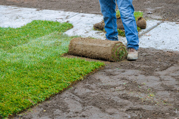 Turf is laid by man who unrolls it on ground for landscaping purposes