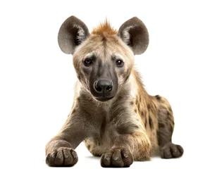 Tuinposter Hyäne isoliert auf weißen Hintergrund, Freisteller  © oxie99
