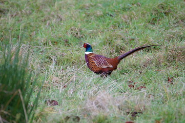lothersdale, nature, wildlife, wild, red background, red, green, bird, eye, beak, breast,  wing, portrait, meadow, fauna, head, pheasant, grass, phasianidae, phasianus, colchicus, background, gam