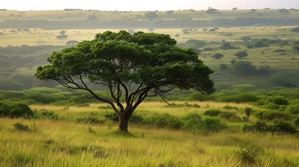 Deurstickers Tree and landscape nature reserve Hluhluwe National Park South Africa © Emil