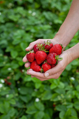 Strawberry fruit in the garden, harvest time - picking strawberries, beautiful, deep red big berries on the young female hands.