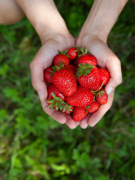 Strawberry fruit in the garden, harvest time - picking strawberries activity.