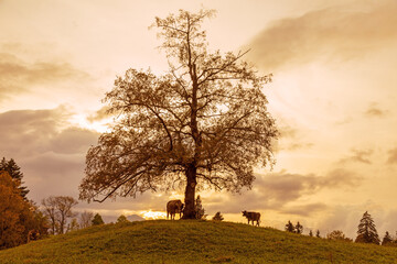 Kühe - Allgäu - Sonnenuntergang - Baum - malerisch