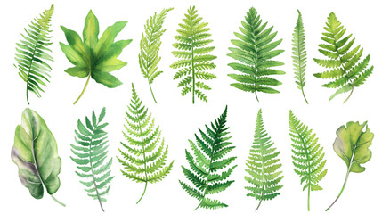 Fern watercolor collection  isolated on transparent background