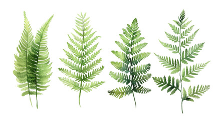 Fern watercolor collection  isolated on transparent background - obrazy, fototapety, plakaty
