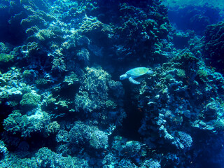Naklejka na ściany i meble Scuba diving along a cliff reef, including turtle