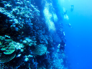Fototapeta na wymiar Scuba diving along a cliff reef, including coral, fish