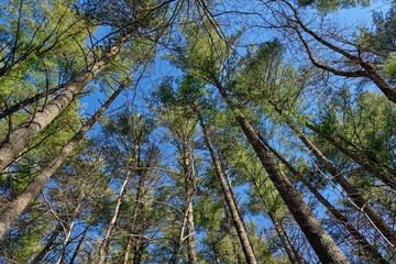 Upward tree canopy