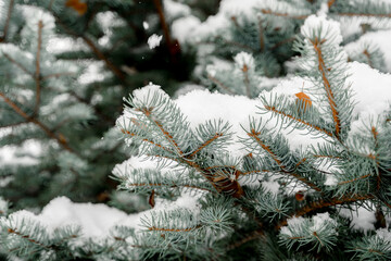 Naklejka na ściany i meble Branches of a fir tree in snowflakes in a winter park