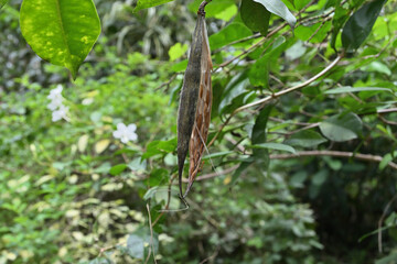 A dry seed capsule of a coral swirl tree is hanging with the seeds inside