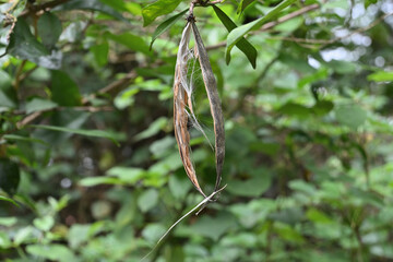 Side view of a dry, open coral swirl seed capsule with the seeds that spread by wind