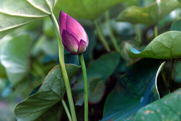 pink lotus bub
