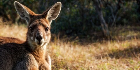 a close up of a kangaroo in a field of grass with trees in the back ground and bushes in the background.
