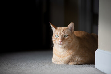indoor orange cat laying on carpet in hallway