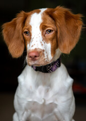 portrait of a dog, Brittany Spaniel puppy orange and whiter face with freckles