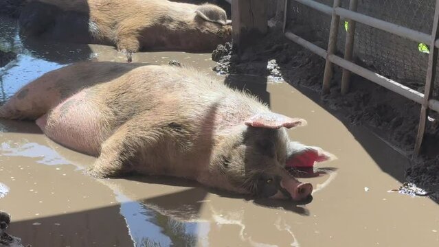 Huge pig sleeping in a paddle of mud. Farm animals. Pig in mud on the farm