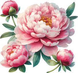 pink peony flowers watercolor isolated vector 