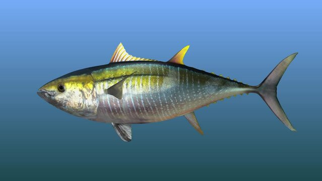 Yellowfin tuna Fish with alpha matte video, FISH Animation, Fish Swim green Screen Video, 3D Animation, Underwater, Single and Group, Near camera, aquatic animals, 4k, FISH Animation, Yellowfin tuna 