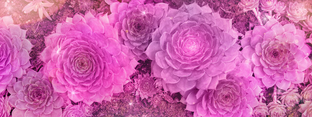 Close-up of vibrant pink succulents with a glittery overlay.