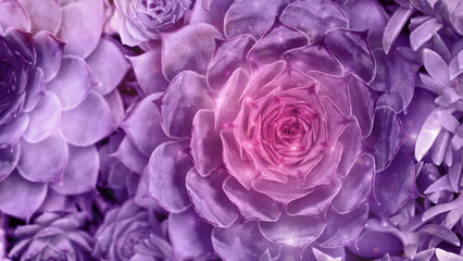 Close-up of vibrant neon purple and pink succulents with a glittery overlay.