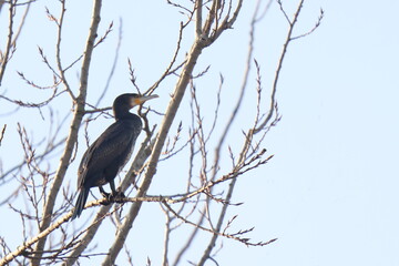 cormorano al mattino