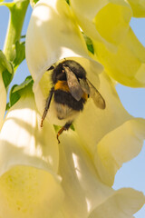 Bumble bee collecting pollen from white Foxglove flower,  vertical close-up, natural pollination