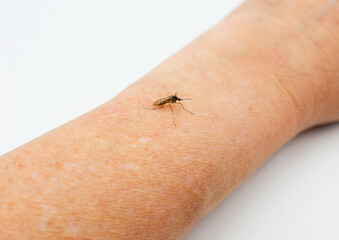 Mosquito sits on a human's arm.