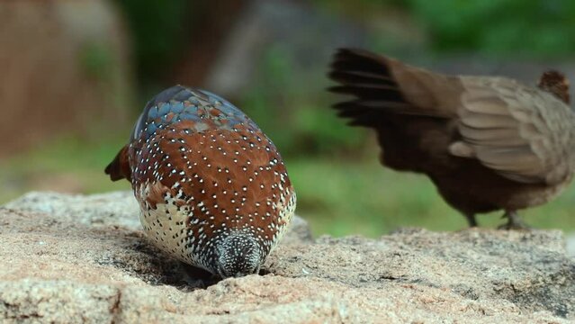 Painted spurfowl (Galloperdix lunulata) observed at Hampi in Karnataka, India