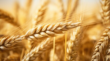 Close-up of wheat ears with sunlight at evening or morning and yellow field as background. Harvest