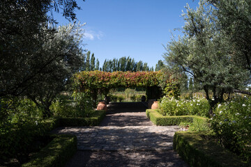 Fototapeta na wymiar Landscaping and garden design. View of the stone path across the beautiful garden with olive trees, rosebushes and a pergola covered with climbing plant under a clear blue sky 