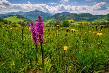 Meadow full of beautiful mountain flowers in the background of the Mala Fatra mountains. Discover the spring beauty of the mountains.