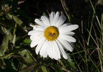 Fototapeta premium Blooming daisies in the park. Closeup view of Leucanthemum × superbum, also known as Shasta daisy, flower of white petals. 