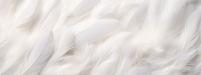 Closeup, white and feathers background for peace, religion and hope. feather for creative banner. Soft touch. Products from feathers - obrazy, fototapety, plakaty
