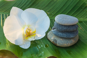 Close up for white orchid flower and stone pyramid on a wet green banana leaf on sunlight