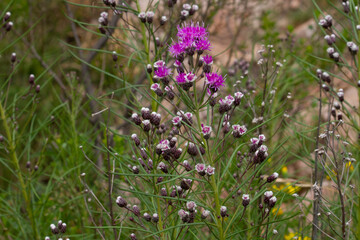Floral. View of Vernonanthura nudiflora, also known as Iron weed, narrow green leaves and purple flowers blooming in the meadow.	
