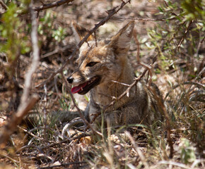 Naklejka na ściany i meble Wildlife. Closeup view of a grey fox, Lycalopex gymnocercus, resting in the arid desert. 