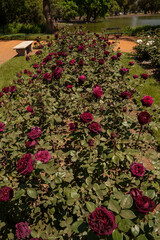 Red roses. Closeup view of Rosa The Prince red flower, blooming in the park.	
