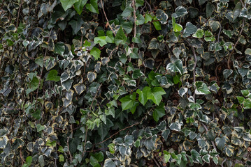 Green leaves background of Canarian ivy foliage. Wall fully covered in leaves - 732006967