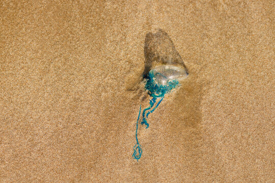 Portuguese man of war jellyfish physalia dangerous venomous marine creature