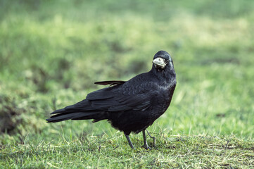 black Eurasian rook walks on green grass in a park looking for food
