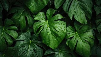 Foto op Aluminium Green leaf tropical. Top view of wet tropical green leaves background. Nature background. Wallpaper © Ilmi