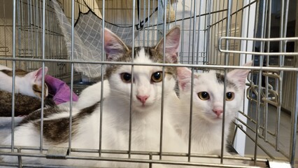 White and tabby spotted cats in a cat kennel or cage