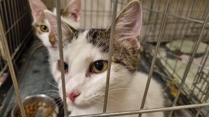 White and tabby spotted cats in a cat kennel or cage