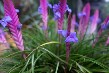 Pink, lilac and blue flowers closeup. Pink quill or tillandsia guatemalensis