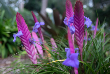 Pink, lilac and blue flowers closeup. Pink quill or tillandsia guatemalensis - 732011387